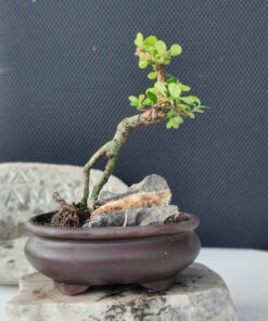 tieu canh decor ban tra 1