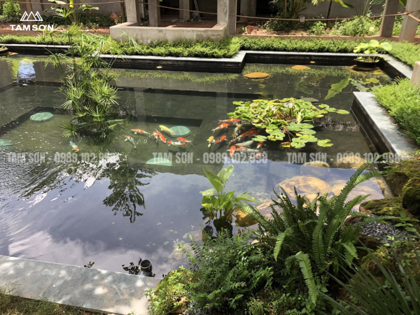 Lời Khuyên Hữu Ích Để Tối Ưu Giá Thi Công Hồ Cá Koi