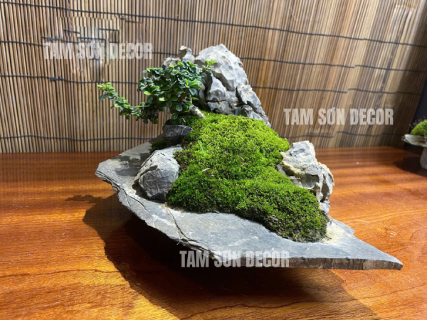Tiểu cảnh đá cuội bán cạn (Paludarium) trong bể kính vuông